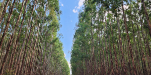 Unveil 8a21a6f614db065bb1ca2c21a5c803aede783f93e5277febbd47f37d9dbae4ca