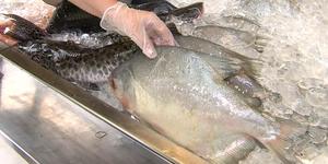 Unveil 8a21a6f614db065bb1ca2c21a5c803aede783f93e5277febbd47f37d9dbae4ca