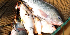 Unveil 8a21a6f614db065bb1ca2c21a5c803aede783f93e5277febbd47f37d9dbae4ca