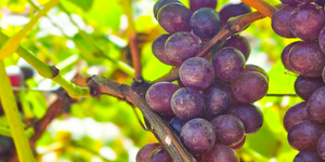 Unveil 8a21a6f614db065bb1ca2c21a5c803aede783f93e5277febbd47f37d9dbae4ca