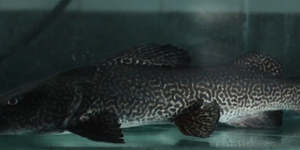 Unveil 8a21a6f614db065bb1ca2c21a5c803aede783f93e5277febbd47f37d9dbae4ca