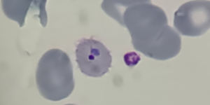 Unveil 8a21a6f614db065bb1ca2c21a5c803aede783f93e5277febbd47f37d9dbae4ca