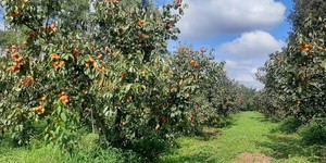 Unveil 8a21a6f614db065bb1ca2c21a5c803aede783f93e5277febbd47f37d9dbae4ca