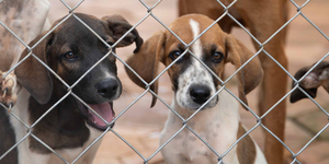 Unveil 8a21a6f614db065bb1ca2c21a5c803aede783f93e5277febbd47f37d9dbae4ca