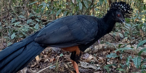 Unveil 8a21a6f614db065bb1ca2c21a5c803aede783f93e5277febbd47f37d9dbae4ca