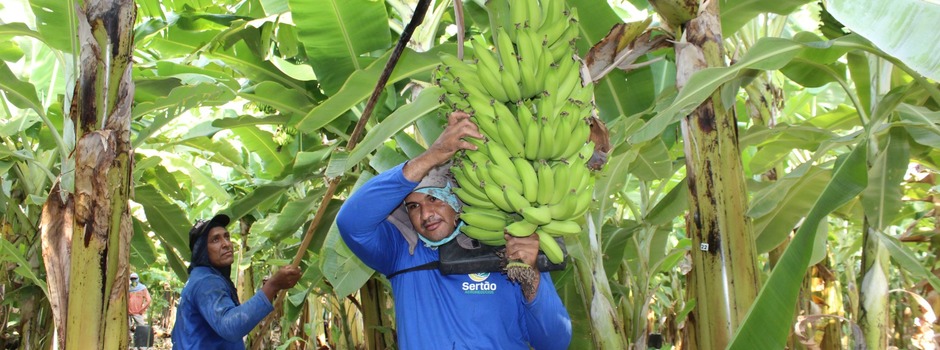 imagem de destaque