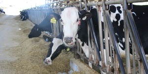 Unveil 8a21a6f614db065bb1ca2c21a5c803aede783f93e5277febbd47f37d9dbae4ca