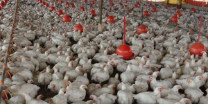 Unveil 8a21a6f614db065bb1ca2c21a5c803aede783f93e5277febbd47f37d9dbae4ca