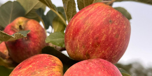 Unveil 8a21a6f614db065bb1ca2c21a5c803aede783f93e5277febbd47f37d9dbae4ca