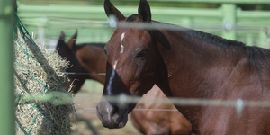 Unveil 8a21a6f614db065bb1ca2c21a5c803aede783f93e5277febbd47f37d9dbae4ca