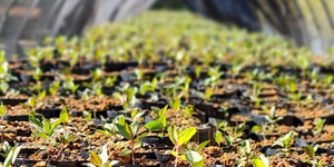 Unveil 8a21a6f614db065bb1ca2c21a5c803aede783f93e5277febbd47f37d9dbae4ca