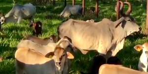 Unveil 8a21a6f614db065bb1ca2c21a5c803aede783f93e5277febbd47f37d9dbae4ca