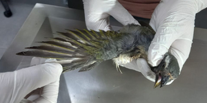 Unveil 8a21a6f614db065bb1ca2c21a5c803aede783f93e5277febbd47f37d9dbae4ca