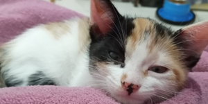 Unveil 8a21a6f614db065bb1ca2c21a5c803aede783f93e5277febbd47f37d9dbae4ca