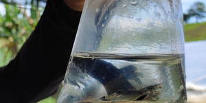 Unveil 8a21a6f614db065bb1ca2c21a5c803aede783f93e5277febbd47f37d9dbae4ca