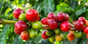 Unveil 8a21a6f614db065bb1ca2c21a5c803aede783f93e5277febbd47f37d9dbae4ca