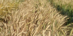 Unveil 8a21a6f614db065bb1ca2c21a5c803aede783f93e5277febbd47f37d9dbae4ca