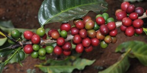 Unveil 8a21a6f614db065bb1ca2c21a5c803aede783f93e5277febbd47f37d9dbae4ca