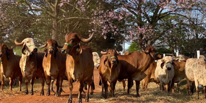 Unveil 8a21a6f614db065bb1ca2c21a5c803aede783f93e5277febbd47f37d9dbae4ca