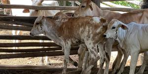 Unveil 8a21a6f614db065bb1ca2c21a5c803aede783f93e5277febbd47f37d9dbae4ca