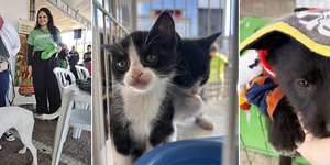 Unveil 8a21a6f614db065bb1ca2c21a5c803aede783f93e5277febbd47f37d9dbae4ca