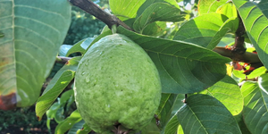 Unveil 8a21a6f614db065bb1ca2c21a5c803aede783f93e5277febbd47f37d9dbae4ca