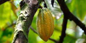 Unveil 8a21a6f614db065bb1ca2c21a5c803aede783f93e5277febbd47f37d9dbae4ca