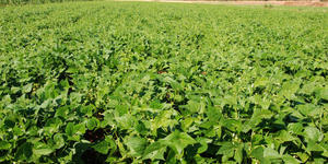 Unveil 8a21a6f614db065bb1ca2c21a5c803aede783f93e5277febbd47f37d9dbae4ca