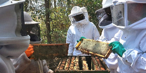 Unveil 8a21a6f614db065bb1ca2c21a5c803aede783f93e5277febbd47f37d9dbae4ca