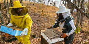 Unveil 8a21a6f614db065bb1ca2c21a5c803aede783f93e5277febbd47f37d9dbae4ca