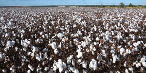 Unveil 8a21a6f614db065bb1ca2c21a5c803aede783f93e5277febbd47f37d9dbae4ca