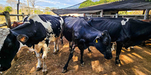 Unveil 8a21a6f614db065bb1ca2c21a5c803aede783f93e5277febbd47f37d9dbae4ca