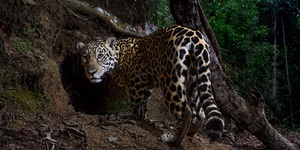 Unveil 8a21a6f614db065bb1ca2c21a5c803aede783f93e5277febbd47f37d9dbae4ca