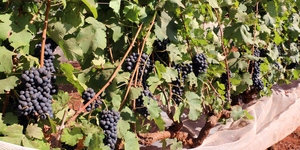 Unveil 8a21a6f614db065bb1ca2c21a5c803aede783f93e5277febbd47f37d9dbae4ca