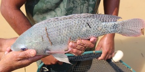 Unveil 8a21a6f614db065bb1ca2c21a5c803aede783f93e5277febbd47f37d9dbae4ca