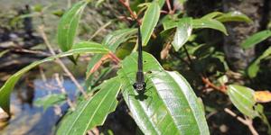 Unveil 8a21a6f614db065bb1ca2c21a5c803aede783f93e5277febbd47f37d9dbae4ca