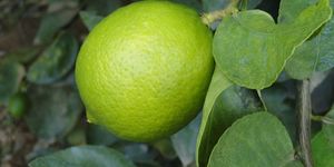 Unveil 8a21a6f614db065bb1ca2c21a5c803aede783f93e5277febbd47f37d9dbae4ca