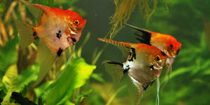 Unveil 8a21a6f614db065bb1ca2c21a5c803aede783f93e5277febbd47f37d9dbae4ca