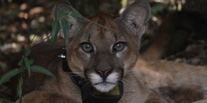 Unveil 8a21a6f614db065bb1ca2c21a5c803aede783f93e5277febbd47f37d9dbae4ca