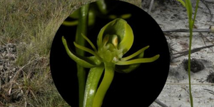 Unveil 8a21a6f614db065bb1ca2c21a5c803aede783f93e5277febbd47f37d9dbae4ca