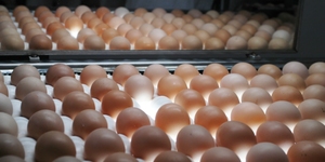 Unveil 8a21a6f614db065bb1ca2c21a5c803aede783f93e5277febbd47f37d9dbae4ca