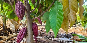 Unveil 8a21a6f614db065bb1ca2c21a5c803aede783f93e5277febbd47f37d9dbae4ca