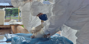 Unveil 8a21a6f614db065bb1ca2c21a5c803aede783f93e5277febbd47f37d9dbae4ca