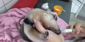 Unveil 8a21a6f614db065bb1ca2c21a5c803aede783f93e5277febbd47f37d9dbae4ca